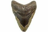 Bargain, Fossil Megalodon Tooth - North Carolina #226515-1